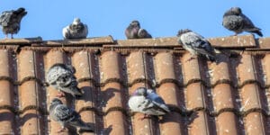 animals nesting on roof